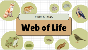 Web of Life: Understanding Nature’s Connections